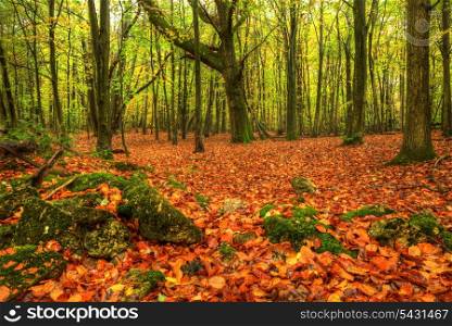 Beautiful Autumn Fall forest scene with bright vibrant colors and blanket of golden leaves on ground