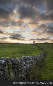 Beautiful Autumn Fall landscape countryside image of lone tree and stone wall at dawn