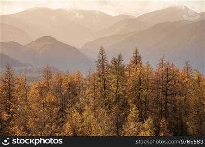 Beautiful Autumn Fall landscape image of golden larch trees against misty mountains in distance of Lake District