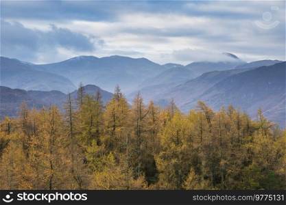 Beautiful Autumn Fall landscape image of golden larch trees against misty mountains in distance of Lake District
