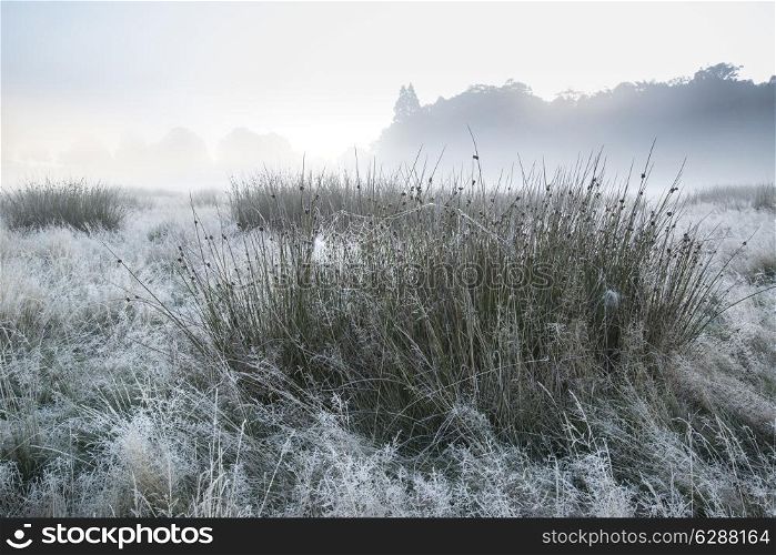 Beautiful Autumn Fall sunrise foggy landscape over frost covered field and forest