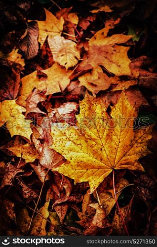 Beautiful autumn fallen leaves, top view, fall nature background