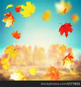 Beautiful autumn falling leaves on sunny day at trees and grass landscape and sky background, outdoor fall nature , frame