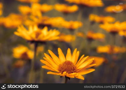 beautiful autumn flower aster. nature