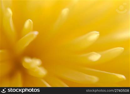 beautiful autumn flower chrysanthemum. Macro