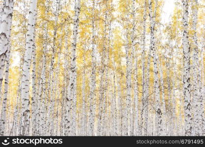 beautiful autumn forest