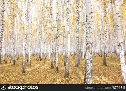 beautiful autumn forest