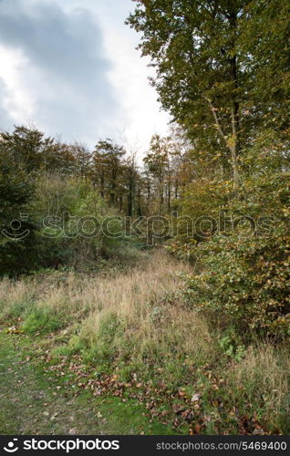 Beautiful Autumn forest and fields during sunrise landscape