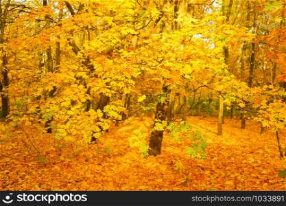 Beautiful autumn forest at sunset. Focus on foreground