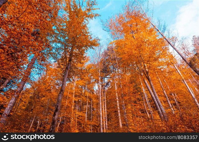 Beautiful autumn forest. Autumn Landscape. Park in Autumn