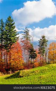 Beautiful autumn forest. forest landscape