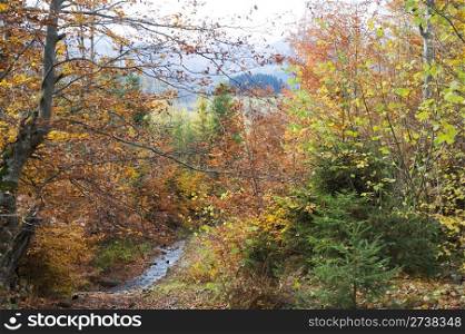 Beautiful autumn forest in the Carpathian mountain. Ukraine