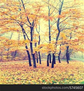 Beautiful autumn forest in the park with yellow and red trees