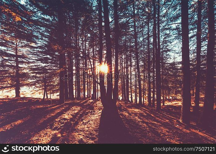 Beautiful autumn forest landscape, bright sun lights break through great pine trees trunks, amazing view of wild nature, fall season concept