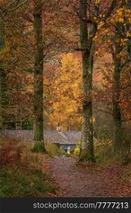 Beautiful Autumn forest landscape image of cabin in the woods surrounded by tall golden trees