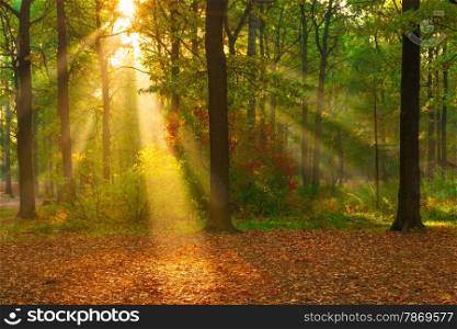 beautiful autumn forest lit by sunlight