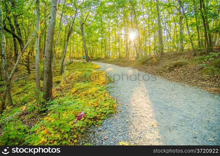Beautiful autumn forest mountain path at sunset