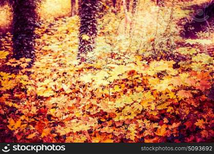 Beautiful autumn forest or park foliage, fall outdoor nature background