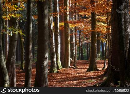 beautiful autumn forest. sunlight through pines and maples