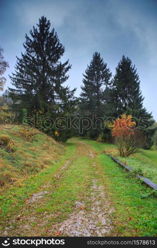 Beautiful Autumn forest with different trees. Walking trail in a mountain forest. Deciduous forest. A wood or forest in leaf. Greenwood. Coniferous forest