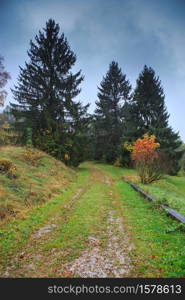 Beautiful Autumn forest with different trees. Walking trail in a mountain forest. Deciduous forest. A wood or forest in leaf. Greenwood. Coniferous forest