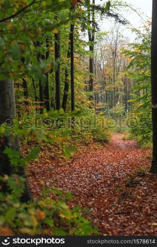 Beautiful Autumn forest with different trees. Walking trail in a mountain forest. Deciduous forest. A wood or forest in leaf. Greenwood