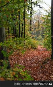 Beautiful Autumn forest with different trees. Walking trail in a mountain forest. Deciduous forest. A wood or forest in leaf. Greenwood