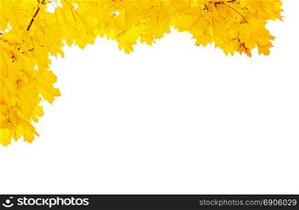 Beautiful autumn frame of yellow maple leaves isolated on white background, with space for text