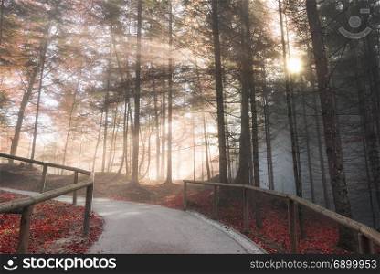 Beautiful autumn image with a road crossing a fall colored forest, while the sun shines through the morning mist, in Fussen, Germany.