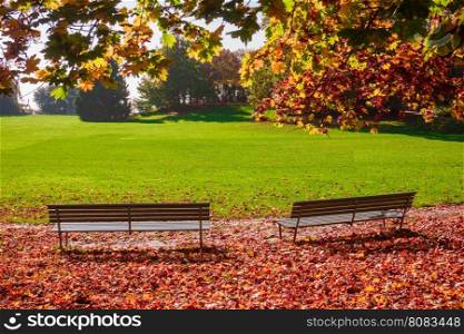 beautiful autumn in city park. Autumn scene