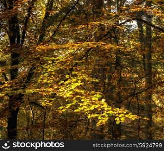 Beautiful Autumn landscape forest countryside in morning