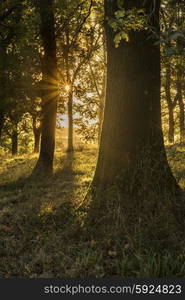 Beautiful Autumn landscape forest countryside in morning