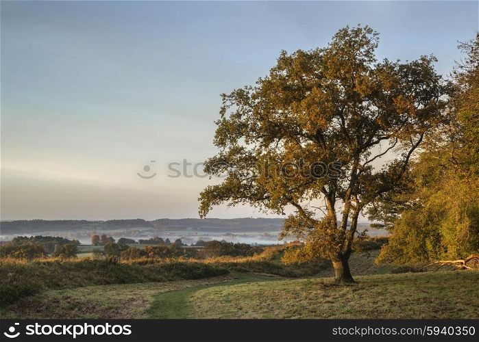 Beautiful Autumn landscape forest countryside in morning