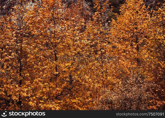 Beautiful autumn landscape, gorgeous great trees covered with golden foliage, natural background, change of seasons concept