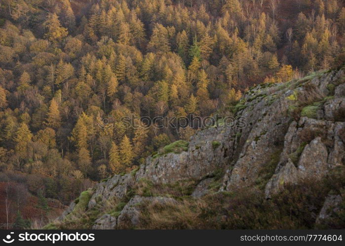 Beautiful Autumn landscape image of forest woodlands around Holme Fell in Lake District