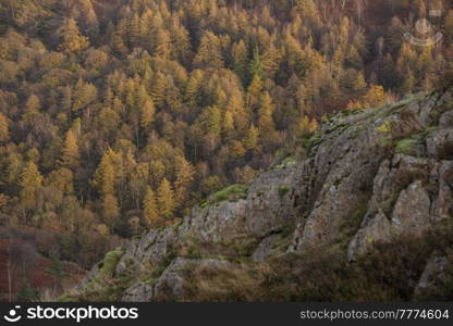 Beautiful Autumn landscape image of forest woodlands around Holme Fell in Lake District