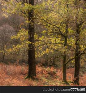 Beautiful Autumn landscape image of forest woodlands around Holme Fell in Lake District