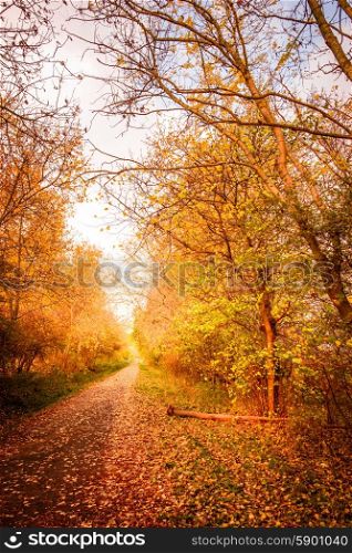Beautiful autumn landscape in warm colors