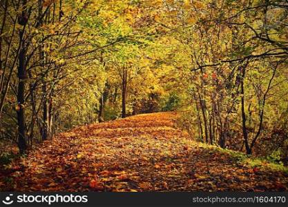 Beautiful autumn landscape. Natural colorful background