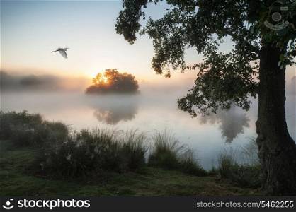 Beautiful Autumn landscape of birds flying over fog covered lake