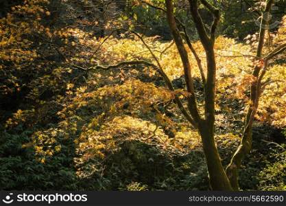 Beautiful Autumn landscape of forest