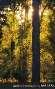 Beautiful Autumn landscape of sunburst through trees in forest