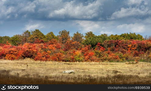 Beautiful autumn landscape. Panorama of multi-colored trees and autumn sun shining in the clear blue sky