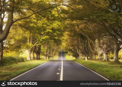 Beautiful Autumn landscape road in forest countryside in morning