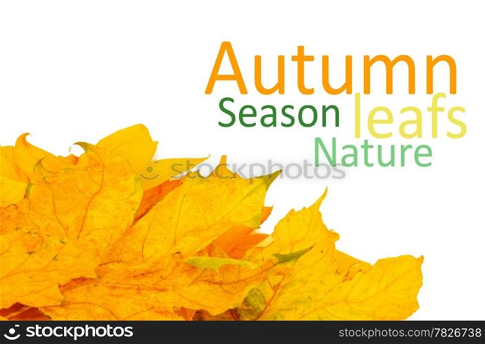 Beautiful autumn leafs isolated in white