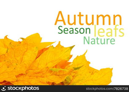 Beautiful autumn leafs isolated in white