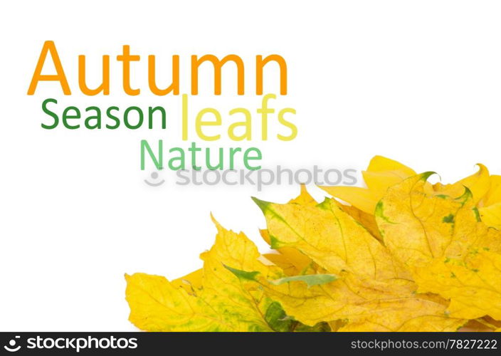 Beautiful autumn leafs isolated in white