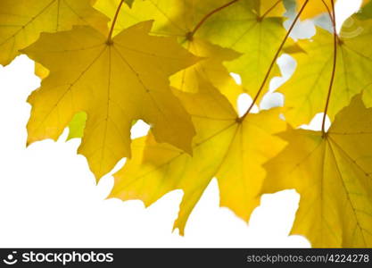 beautiful autumn leaves isolated