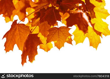 beautiful autumn leaves isolated