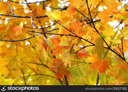 Beautiful autumn leaves of maple tree glowing in sunlight